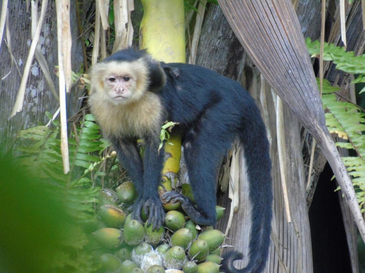 Willa Treehouse Pilon Pavones Pavones  Zewnętrze zdjęcie