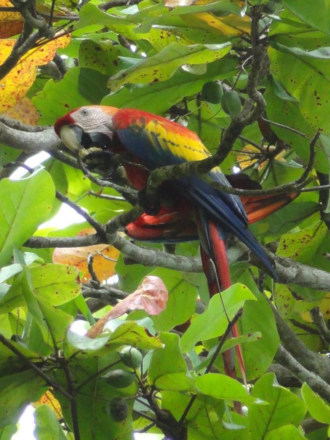 Willa Treehouse Pilon Pavones Pavones  Zewnętrze zdjęcie